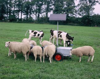 schapen en kalveren bij kleine drinkbak 1